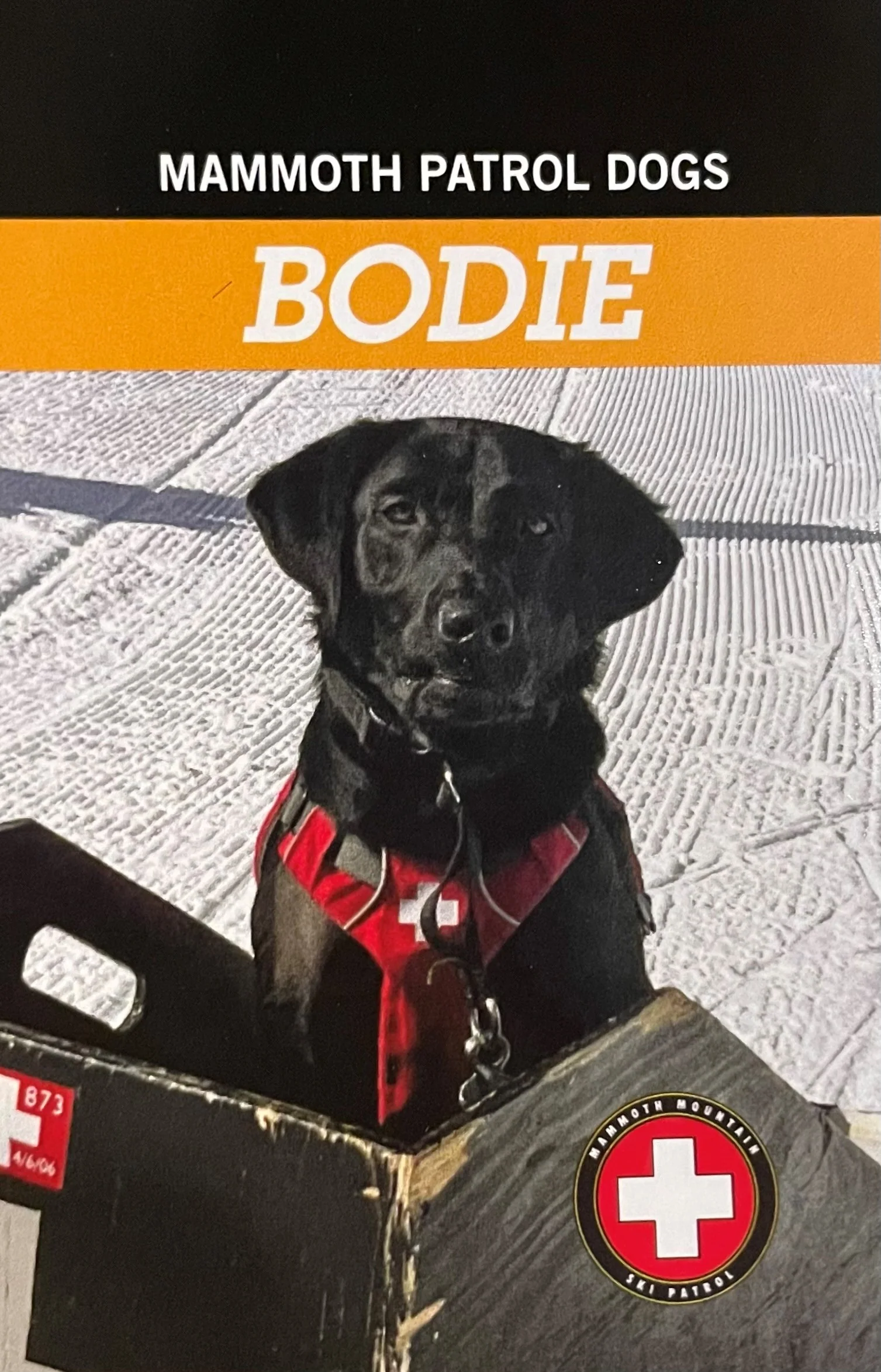 MAMMOTH PATROL DOG -- BODIE - Image 2